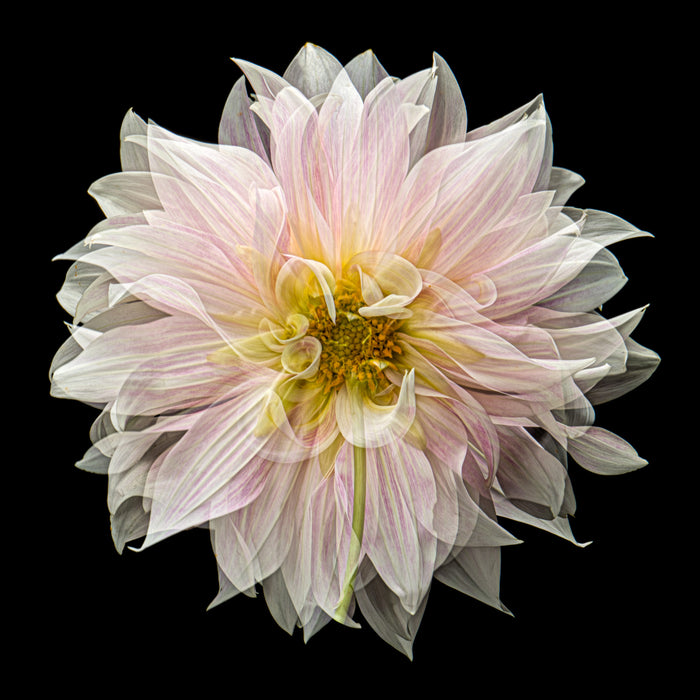 Dahlia 156