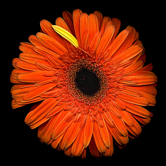 Daisy 13