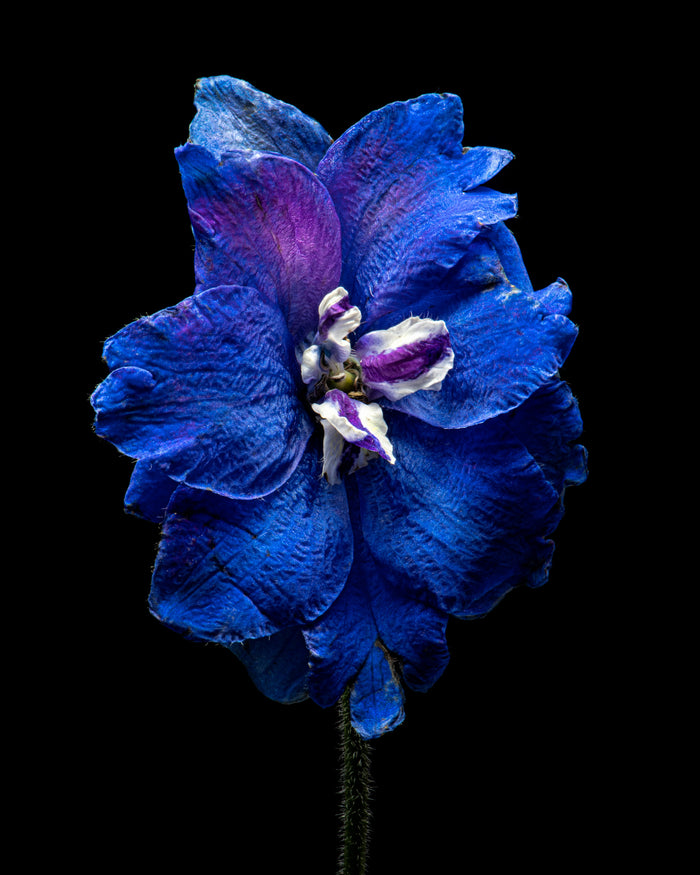 Delphinium 2