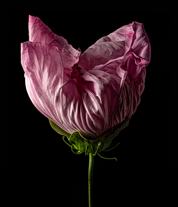 Hardy Hibiscus 7
