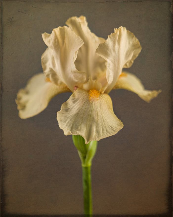 Iris 31