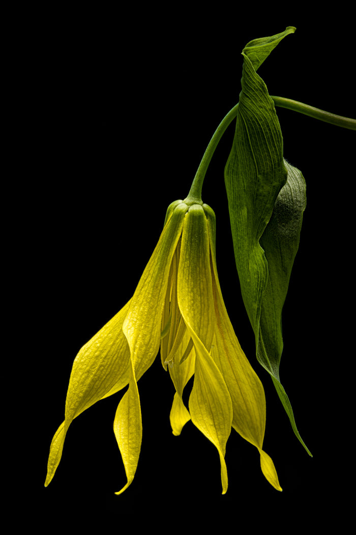 Largeflower Bellwort 4
