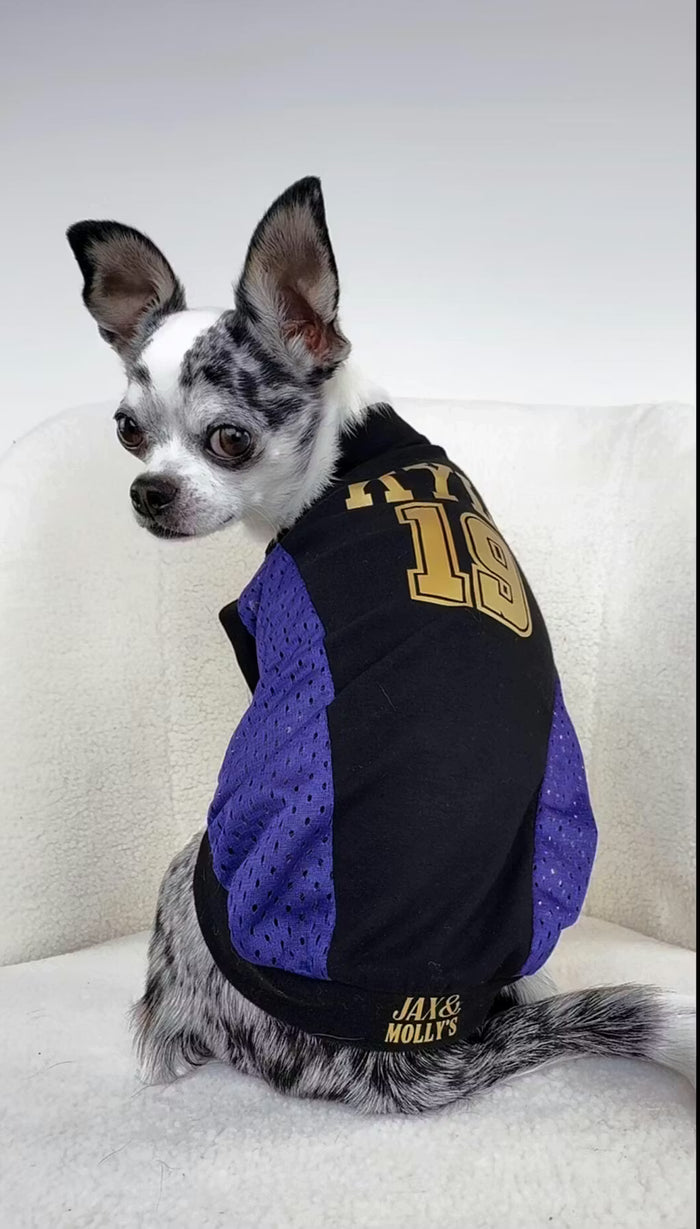 Black and purple dog sport jersey with name “Kylo” and number “19” on small Chihuahua, back view sitting