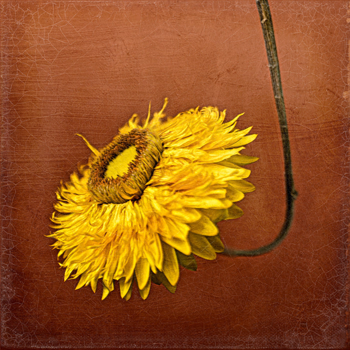 Strawflower 29