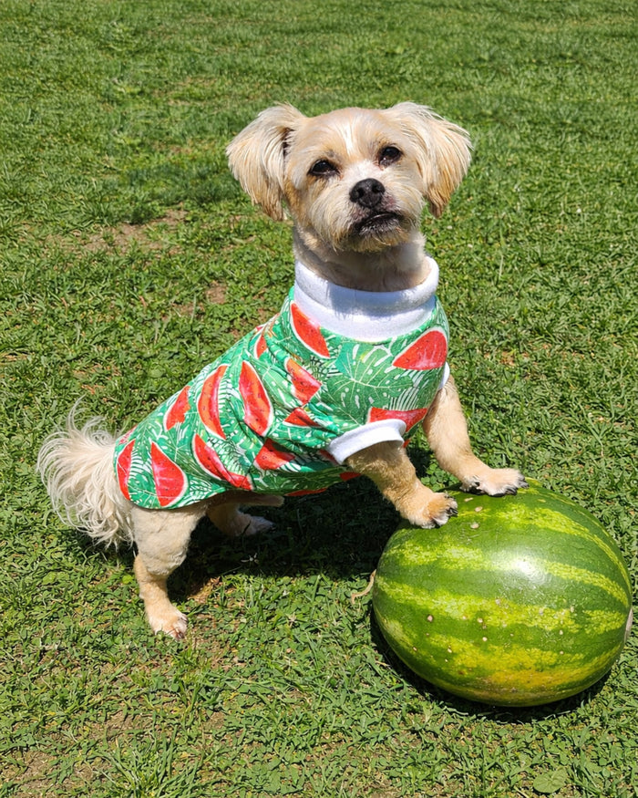Watermelon Crush poly-spandex dog pajamas with white trim on small dog standing on watermelon