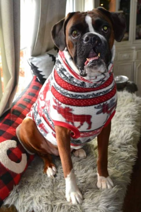 Boxer wearing a holiday winter dog sweater with red and gray moose accents