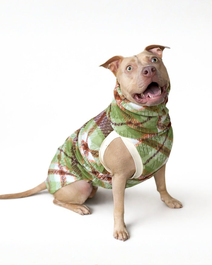 Pitbull modeling a pullover dog sweater in a green and brown plaid design