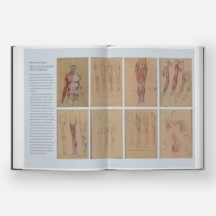 Basic Human Anatomy: An Essential Visual Guide for Artists