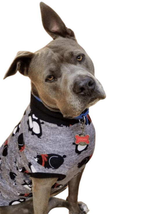 Jax & Molly's Bear Dog Pajamas
