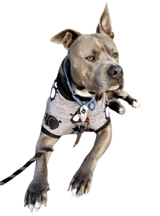 Jax & Molly's Alien Dog Pajamas