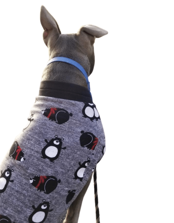 Jax & Molly's Alien Dog Pajamas