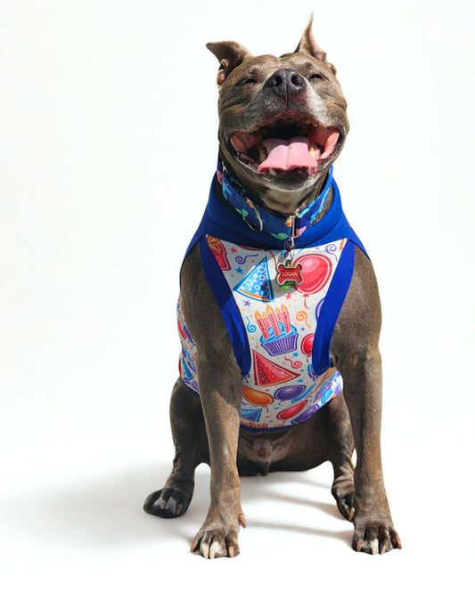 Birthday Celebration lightweight poly-spandex dog pajamas with ballons and cupcake print on gray dog, sitting