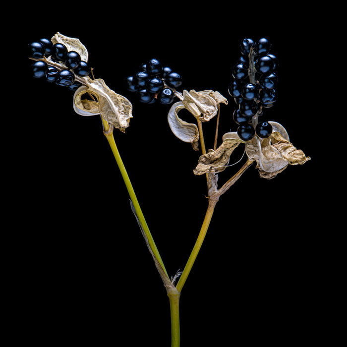 Blackberry Lily 2