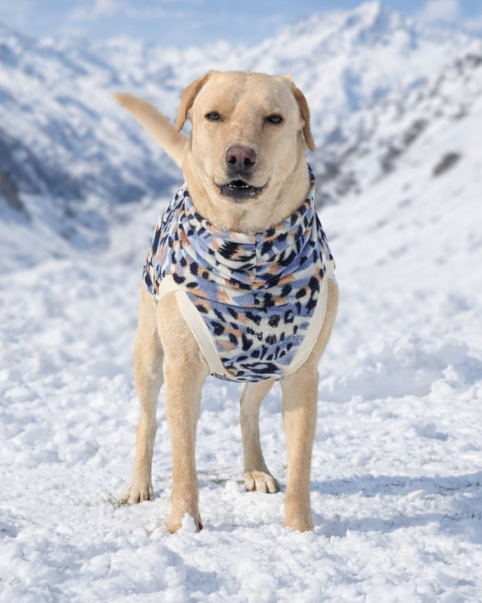 Blue leopard fleece dog sweater on Labrador standing against snowy mountaintop background