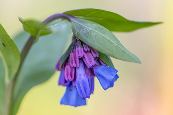 Bluebell 12