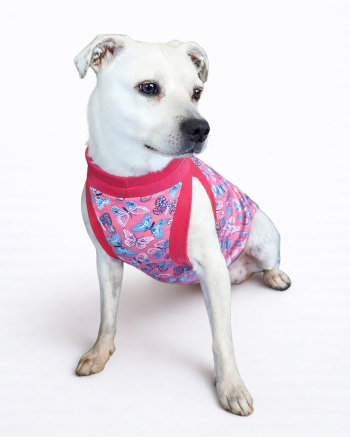Bubblegum Butterfly cotton-spandex dog pajamas on white dog sitting, front view