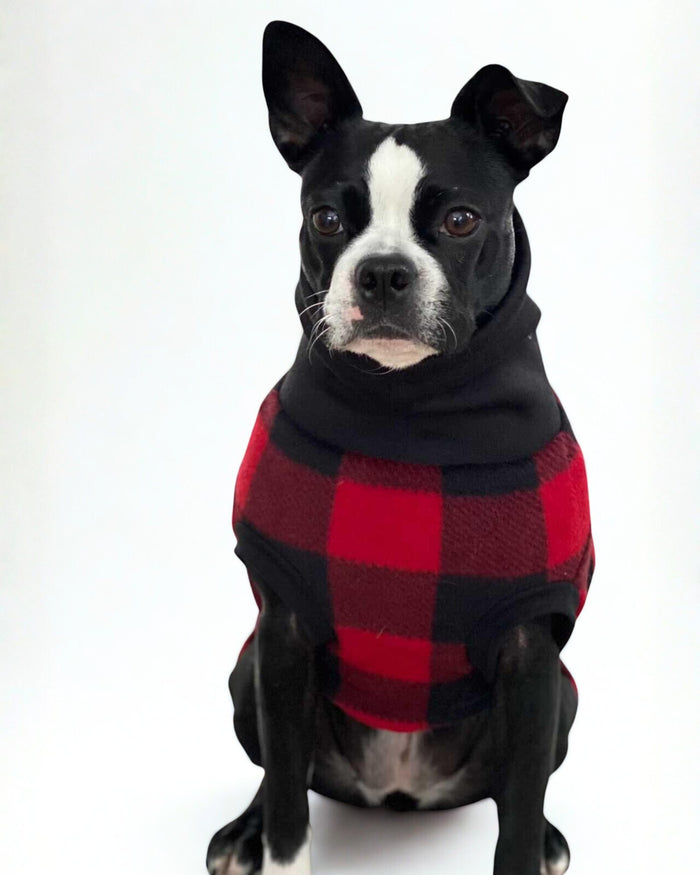 Boston terrier modeling a red and black buffalo plaid sweater made by Jax & Molly's