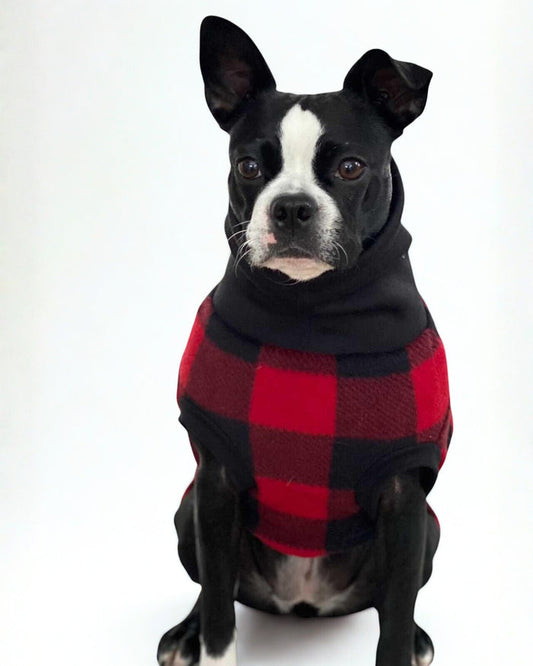 Boston terrier modeling a red and black buffalo plaid sweater made by Jax & Molly's