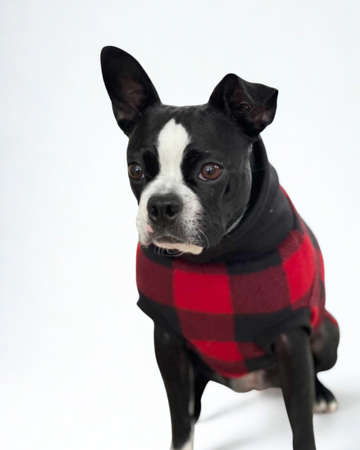 Close-up of a Boston terrier wearing a buffalo plaid fleece sweater.