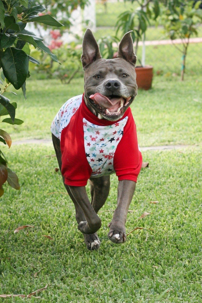 A joyful pitbull dashes around, grinning ear to ear, clad in Jax & Molly's vibrant red and white pajamas decorated with charming sea creatures and complemented by red sleeves.