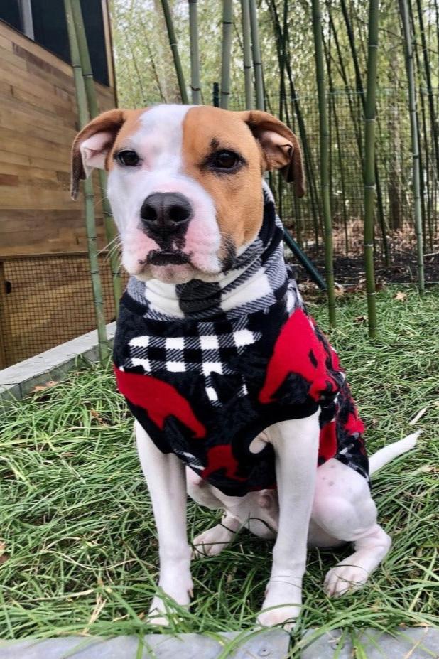 Crimson Lodge Bear plaid fleece dog sweater on sitting dog in forest