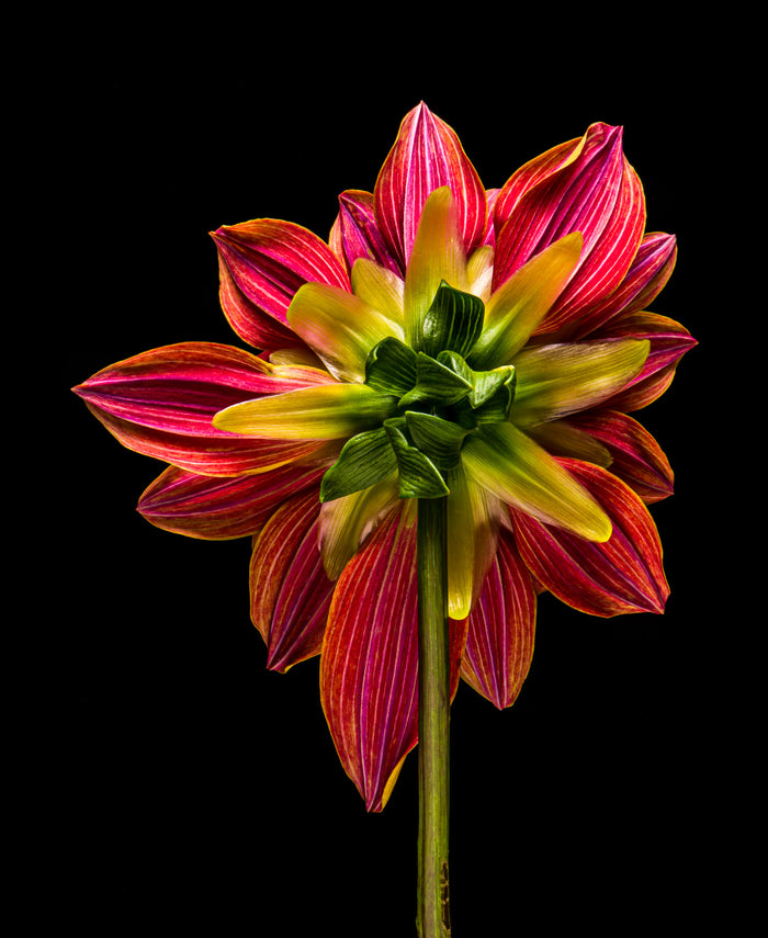 Dahlia 127