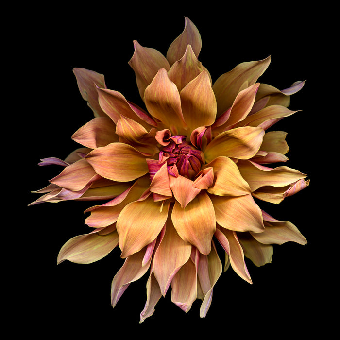 Dahlia 139