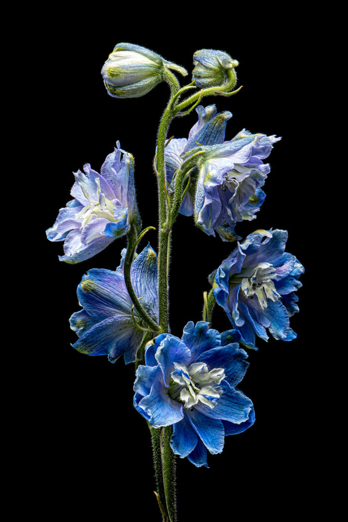 Delphinium 3