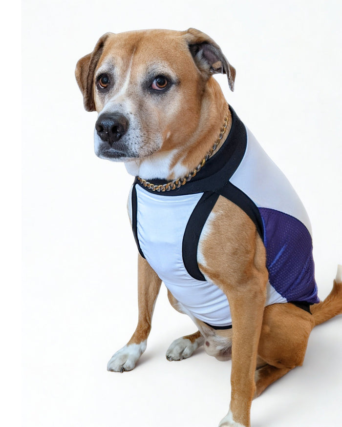 White and purple sports jersey with black trim on tan dog, sitting.