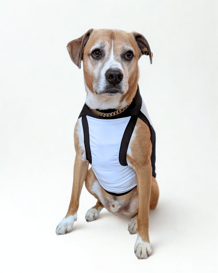 White and purple cotton spandex sport's dog jersey on dog, sitting