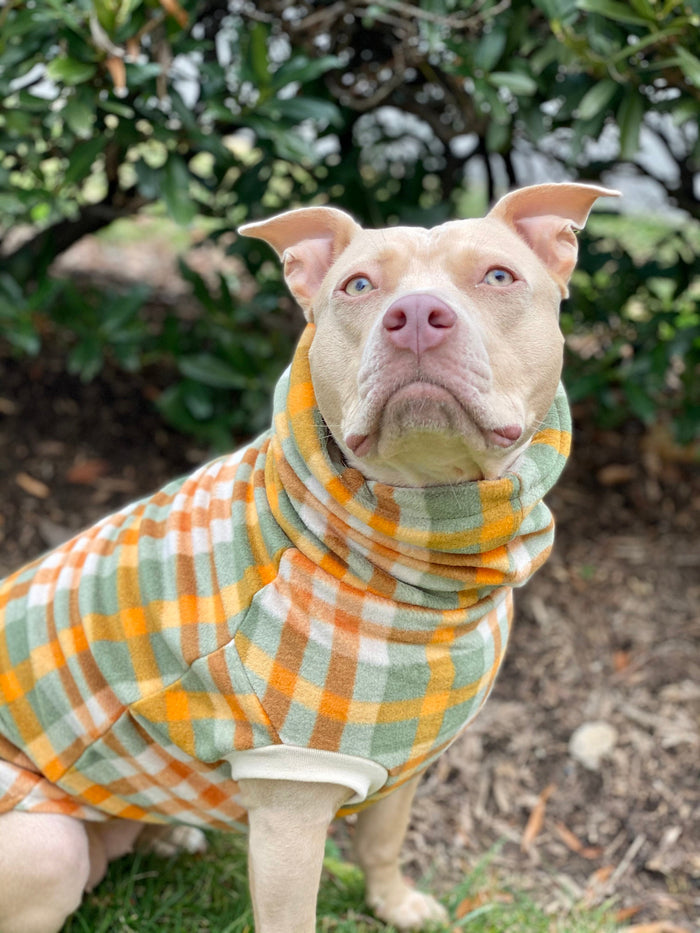 Green and orange plaid fleece dog sweater with turtleneck on tan dog, sitting