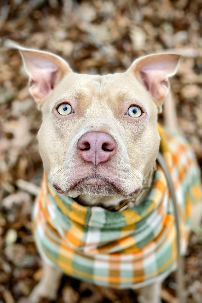 Green and orange plaid fleece dog sweater with turtleneck on tan pitbull, close-up sitting