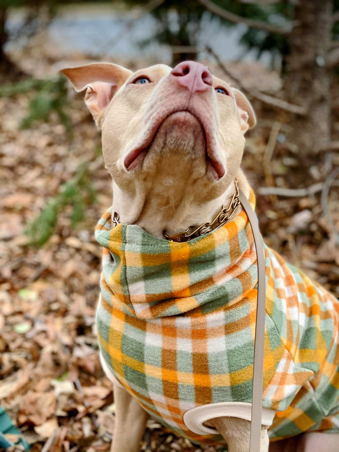 Green and orange plaid fleece dog sweater on tan pitbull, close-up sitting