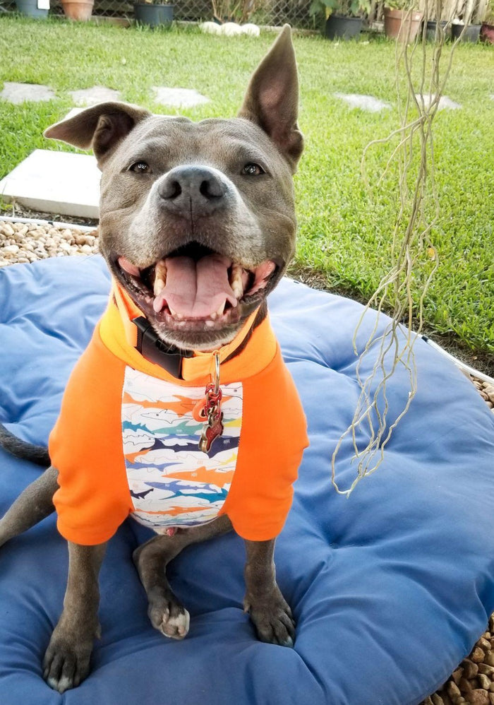 Jax & Molly's Shark Raglan Dog Pajamas