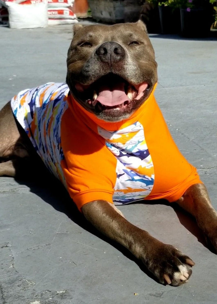 Jax & Molly's Shark Raglan Dog Pajamas
