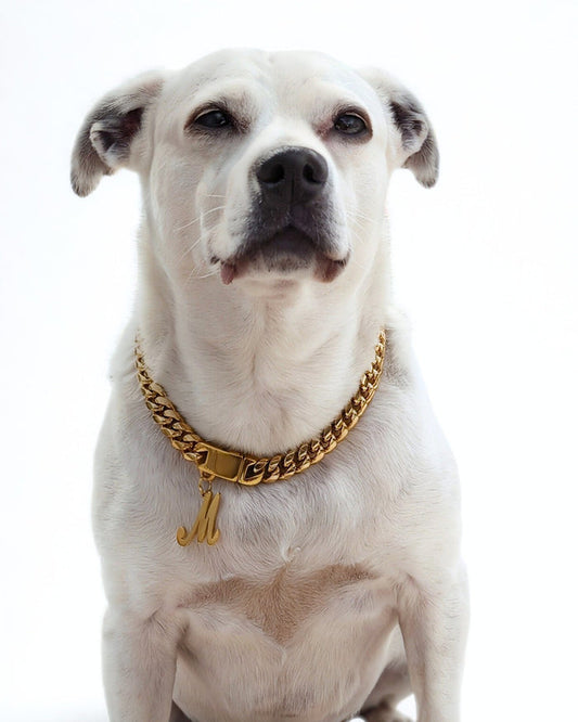 Beautiful dog modeling Jax & Molly's Cuban Link in Gold with an Initial Charm with the letter M.