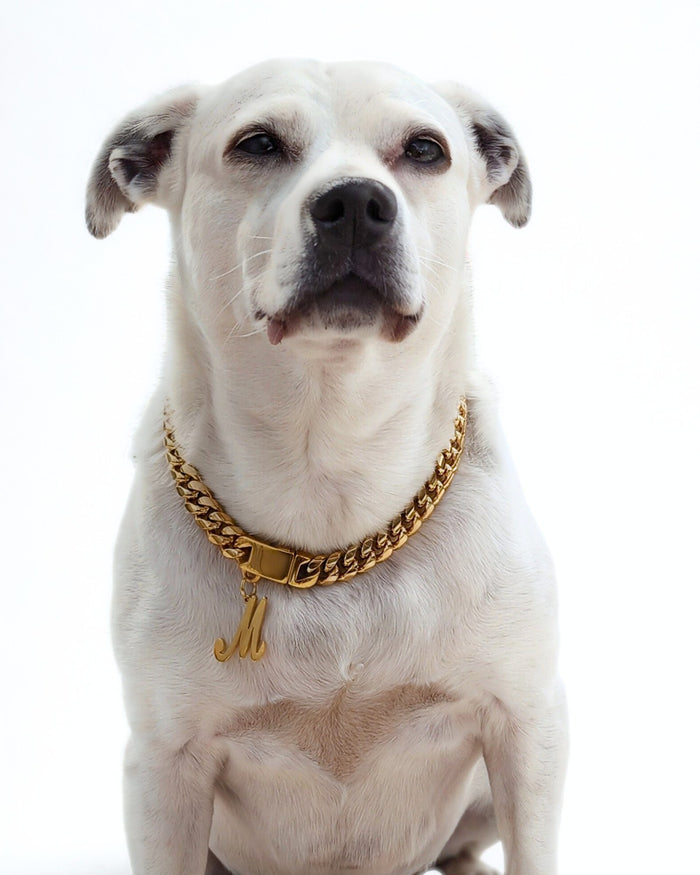 Beautiful dog modeling Jax & Molly's Cuban Link in Gold with an Initial Charm with the letter M.