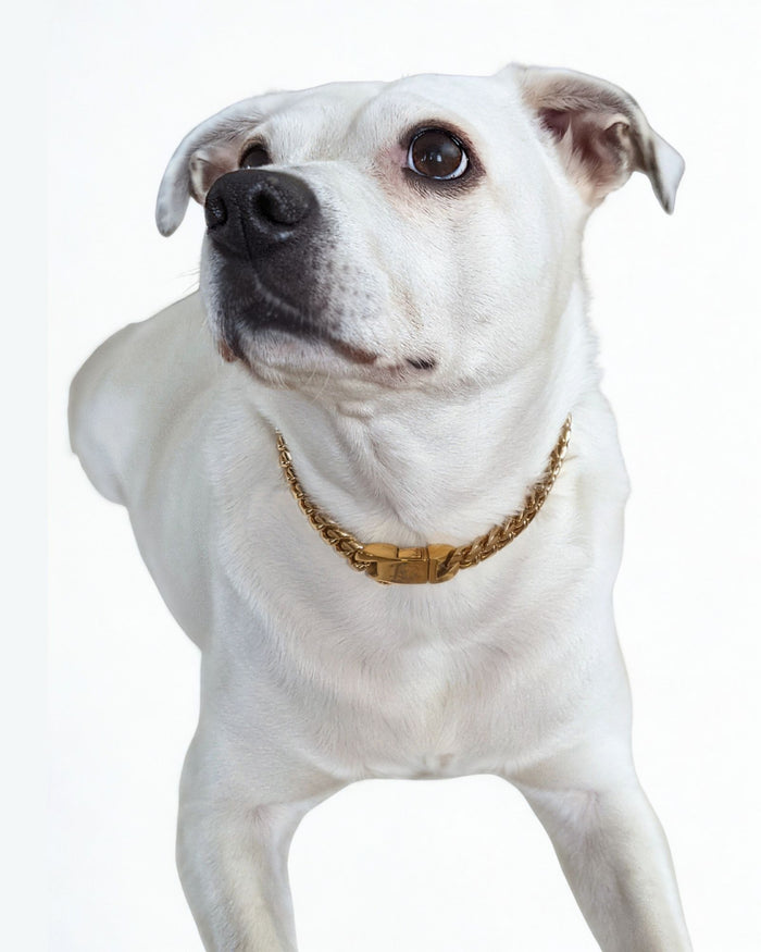 Adorable white pup sporting an elegant Jax & Molly's Gold Cuban Link Dog Chain.
