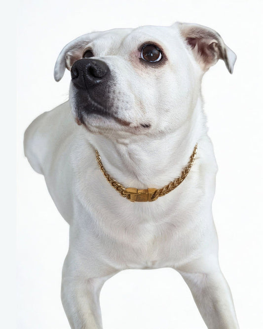 Adorable white pup sporting an elegant Jax & Molly's Gold Cuban Link Dog Chain.