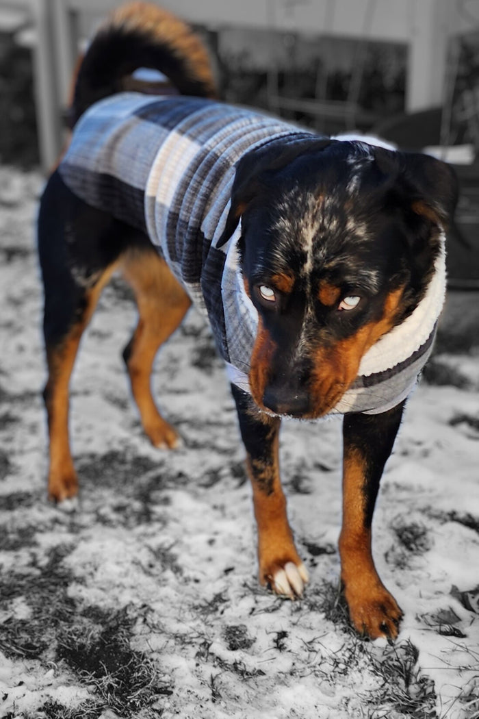 Gray and black plaid fleece dog sweater with white sherpa turtleneck on dog, standing