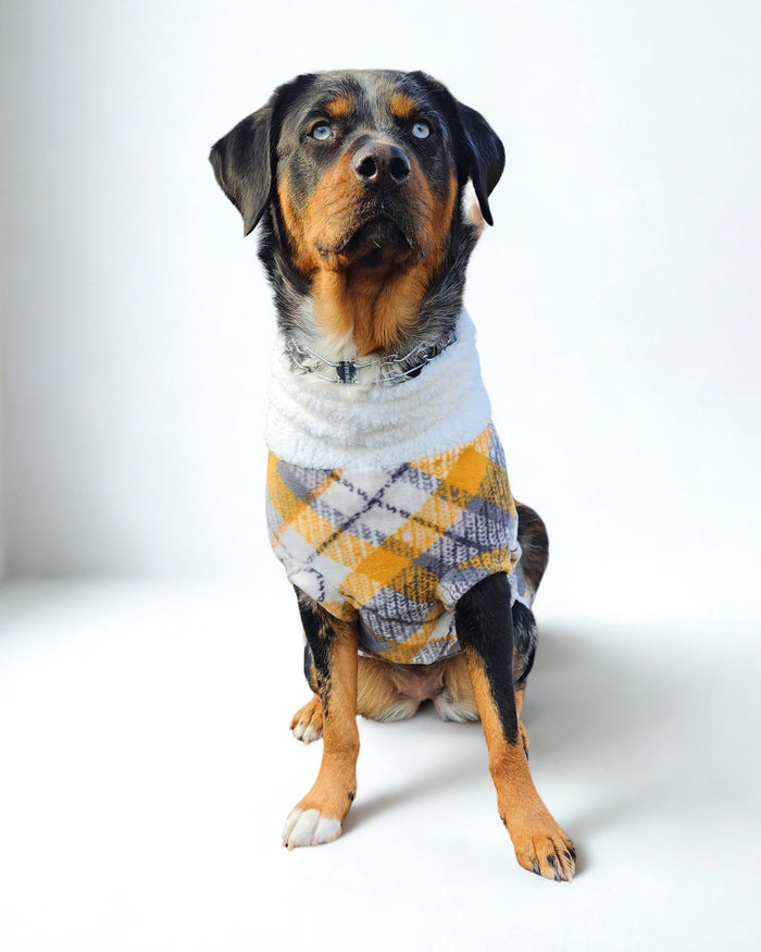 Dog wearing a plaid dog sweater in shades of gray, yellow, and white, featuring a faux sherpa turtleneck.
