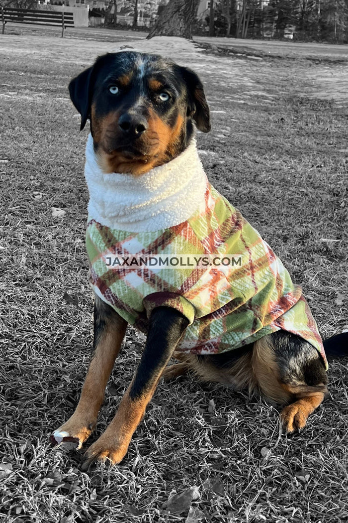 Green and brown plaid fleece dog sweater with white sherpa turtleneck on Rottweiler, sitting