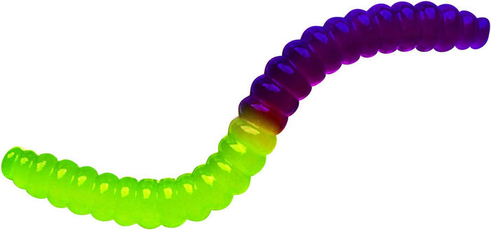 Gross Gummy Candy Lab