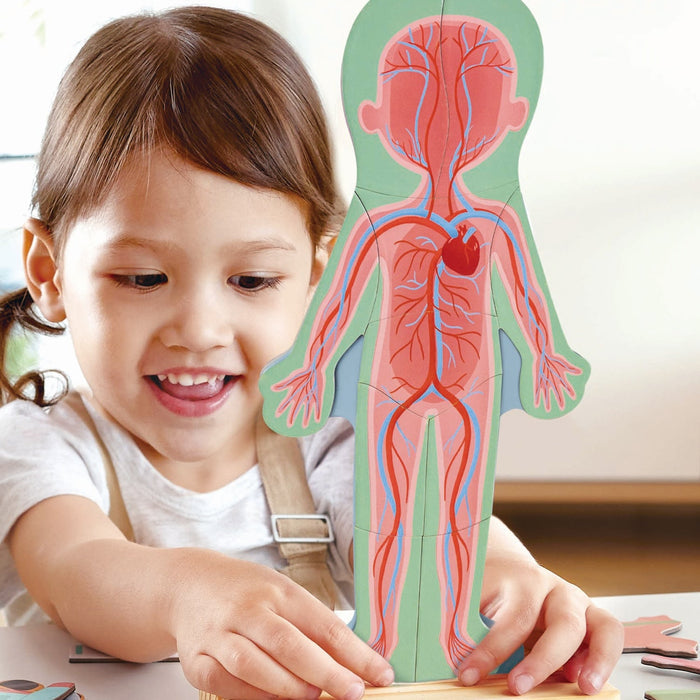 Child playing with a human anatomy puzzle
