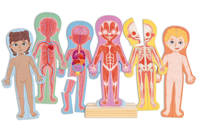 Human Body Magnetic Puzzle