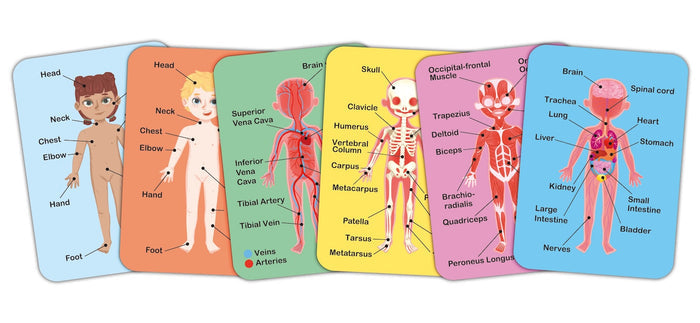Human Body Magnetic Puzzle