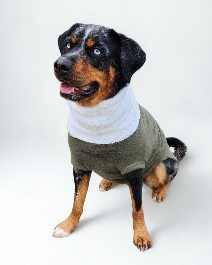 Hunter green plush fleece dog sweater with white sherpa turtleneck on dog, front view sitting