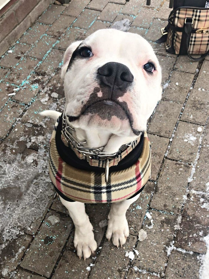 Jax & Molly's Camel Plaid Dog Sweater Pullover