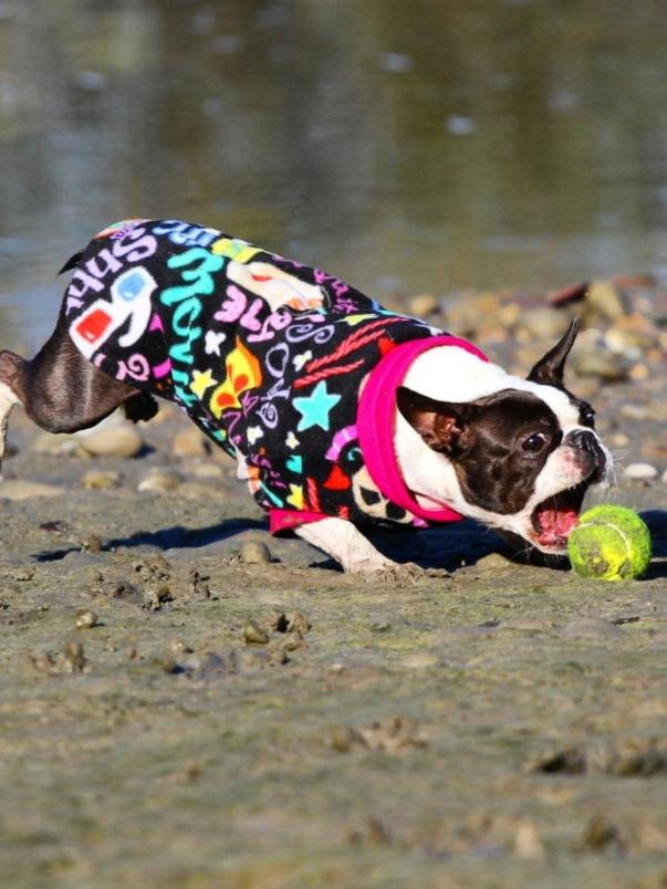 Boston terrier chasing a tennis ball wearing a black fleece sweater adorned with a cinematic-themed print, highlighted by Fuchsia trim on the neck and sleeves.