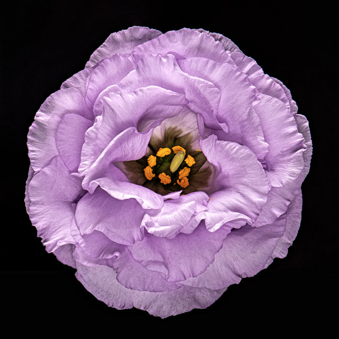 Lisianthus 5